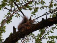 A squirrel in my apricot tree-800